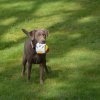 hundetreffen 03.09.2016 582